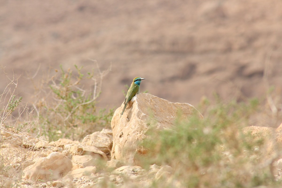 שרקרק גמדי - ML627765475