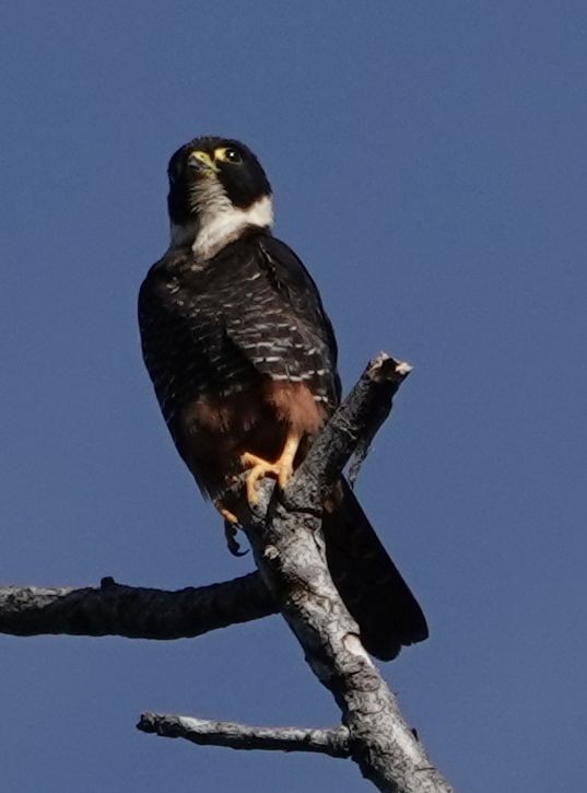 Bat Falcon - ML627765527