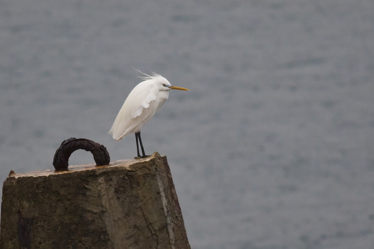 Chinese Egret - ML627765534