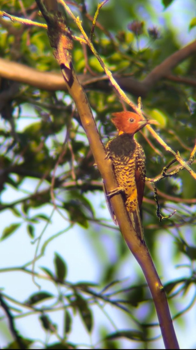 Rufous-headed Woodpecker - ML627765535