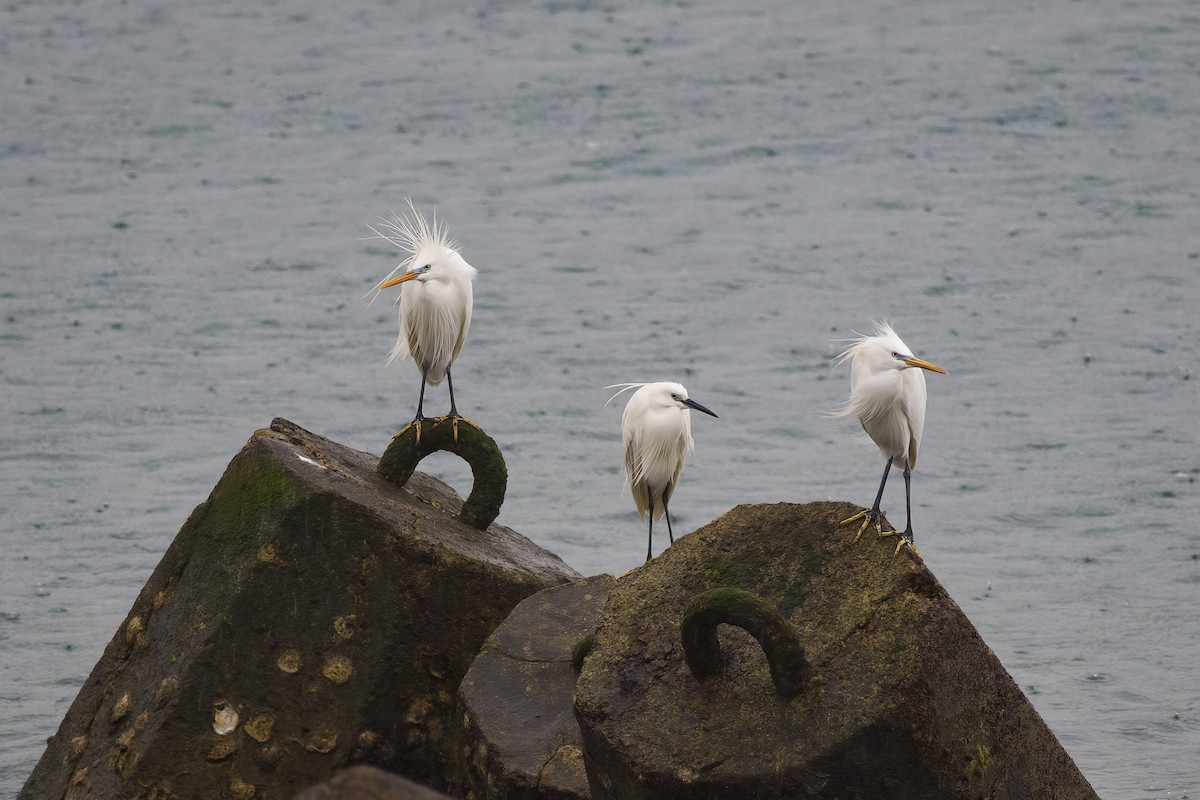 Chinese Egret - ML627765544