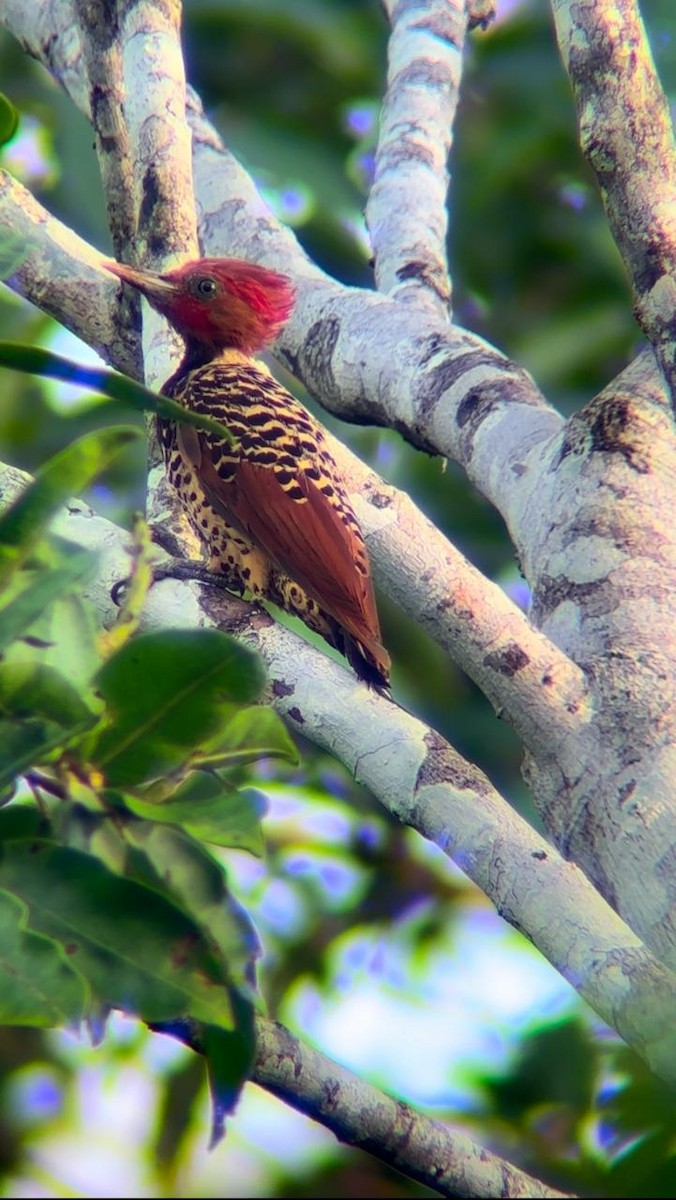 Rufous-headed Woodpecker - ML627765549