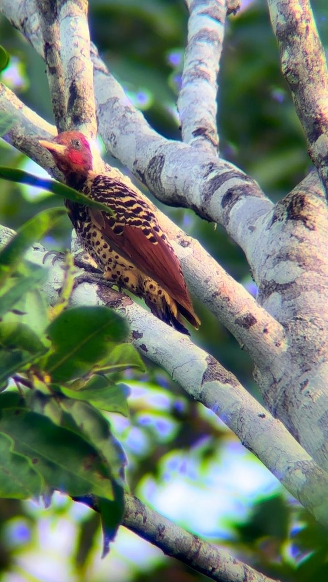 Rufous-headed Woodpecker - ML627765553