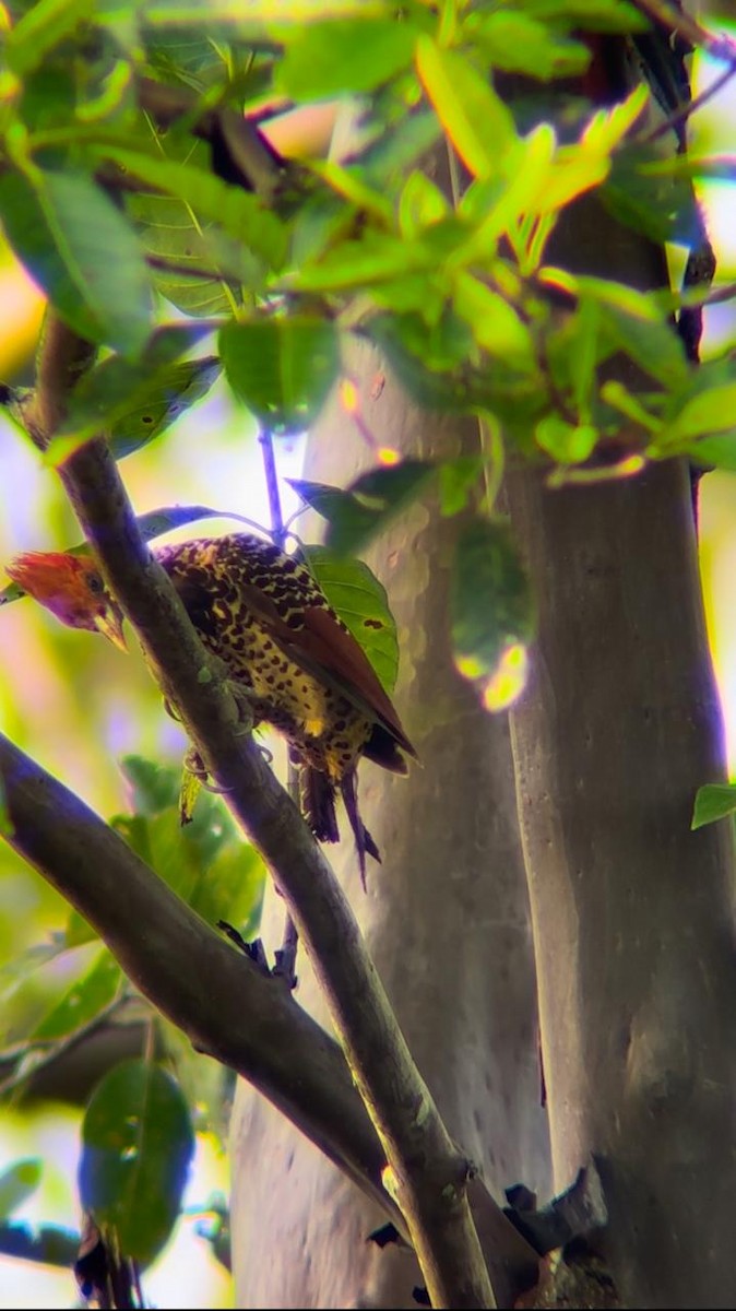 Rufous-headed Woodpecker - ML627765557