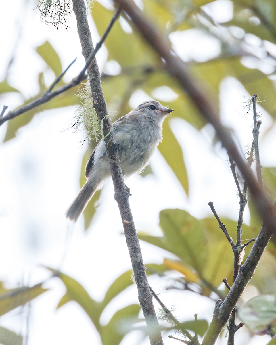 Mouse-colored Tyrannulet (Northern) - ML627765584