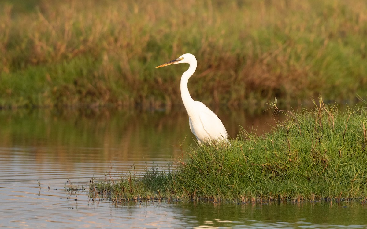 Western Reef-Heron - ML627765602