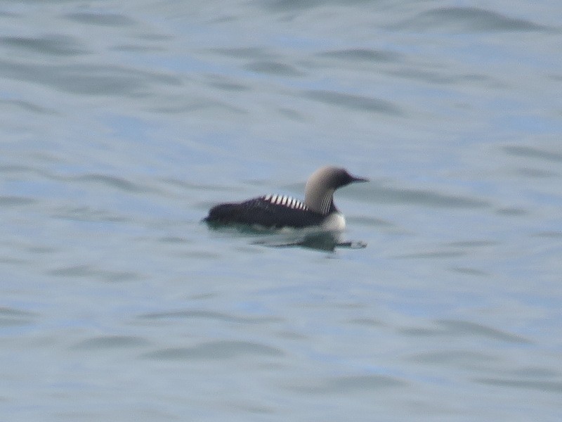 Pacific Loon - ML62776561