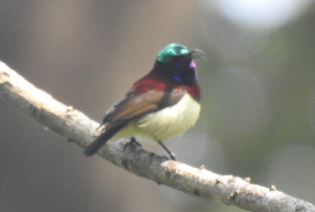 Crimson-backed Sunbird - ML627765679