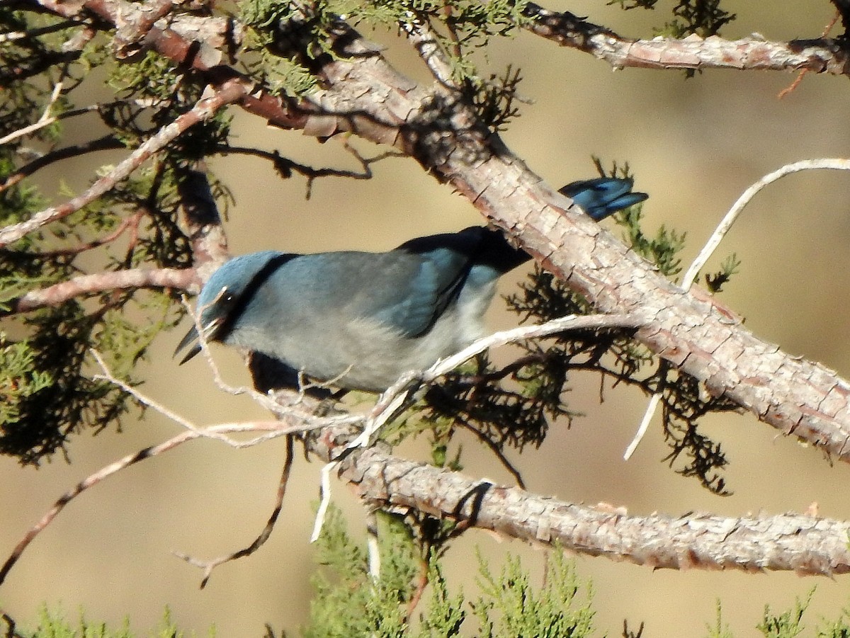 Mexican Jay - ML627765692