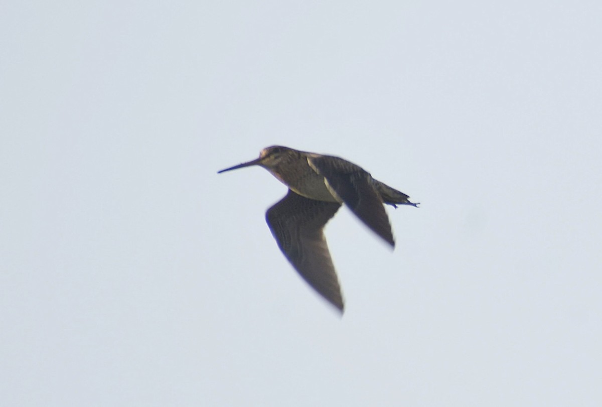 Pin-tailed Snipe - ML627765731