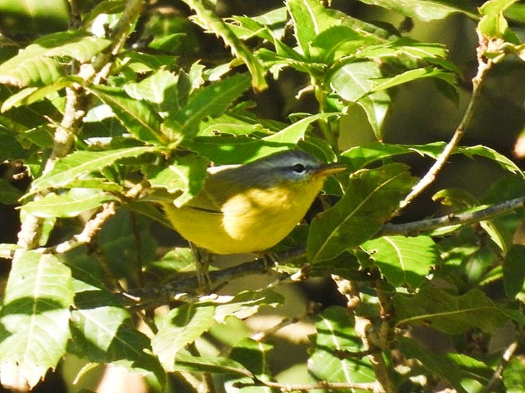 Gray-hooded Warbler - ML627765738