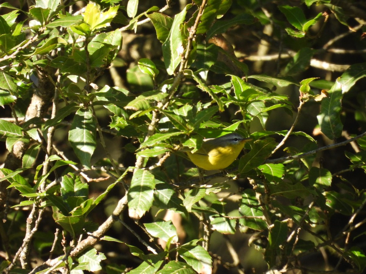 Gray-hooded Warbler - ML627765739