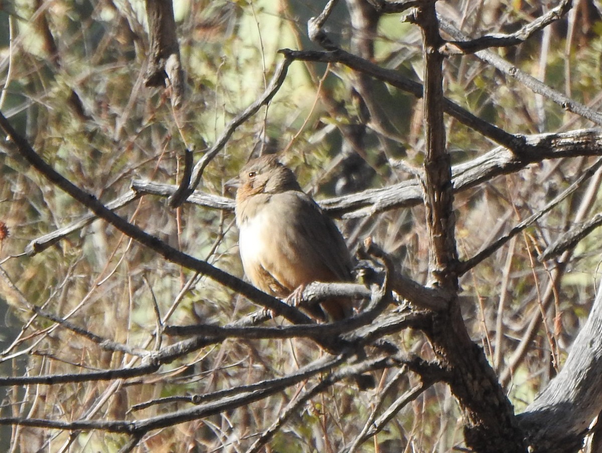 Canyon Towhee - ML627765753