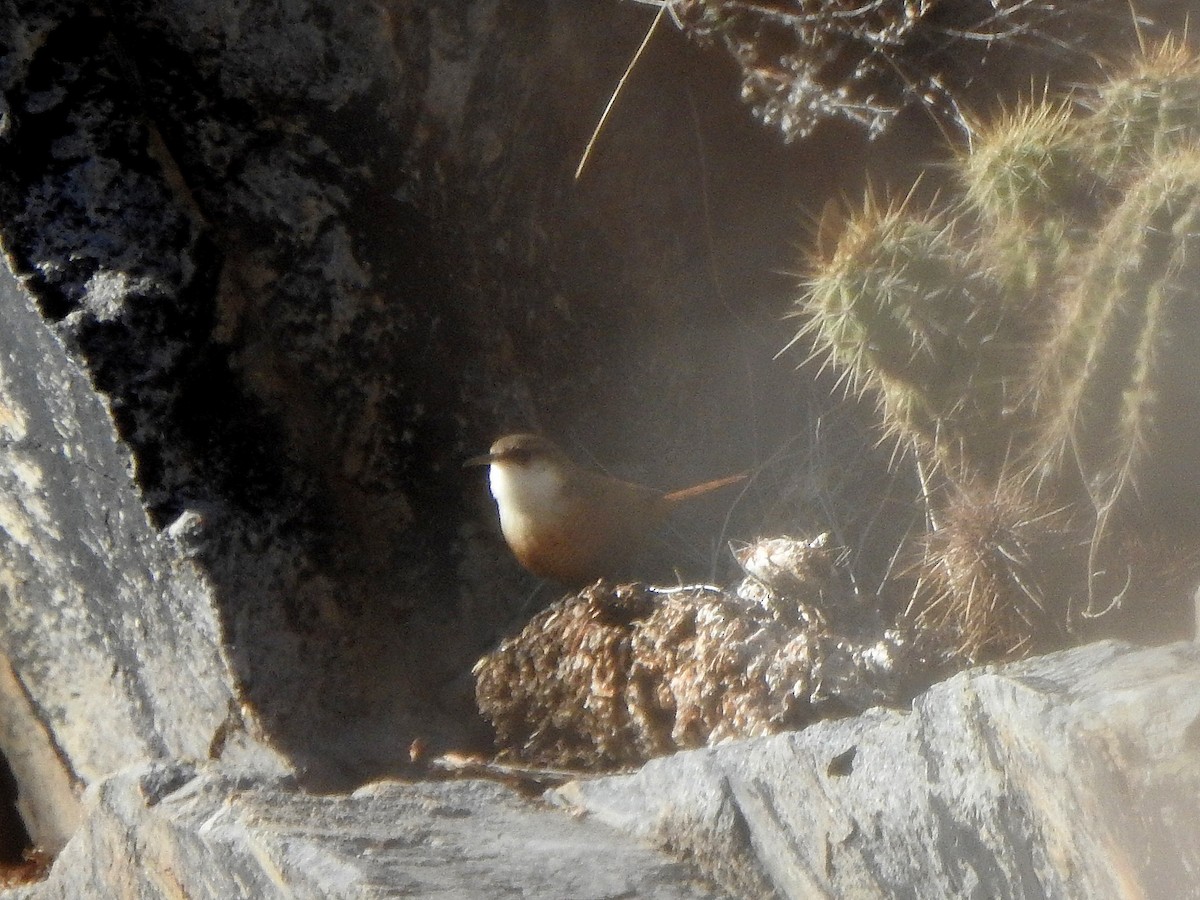 Canyon Wren - ML627765759