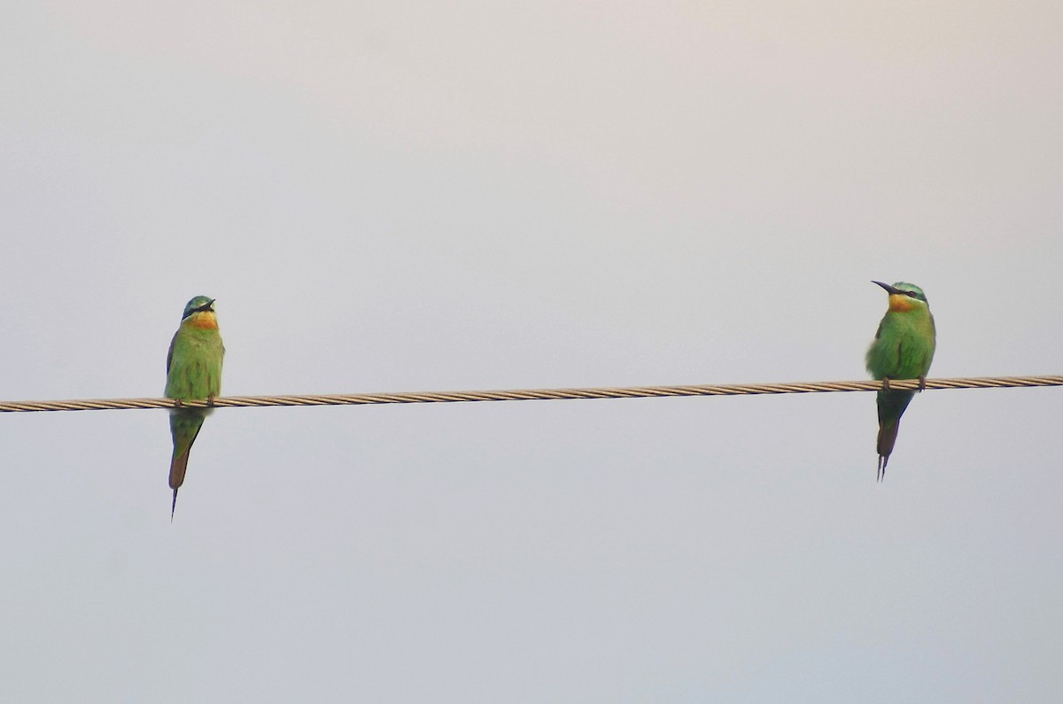 Blue-cheeked Bee-eater - ML627765786