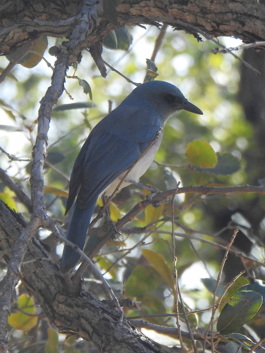 Mexican Jay - ML627765789