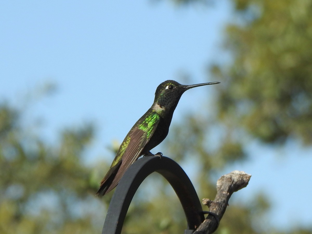 Rivoli's Hummingbird - ML627765793