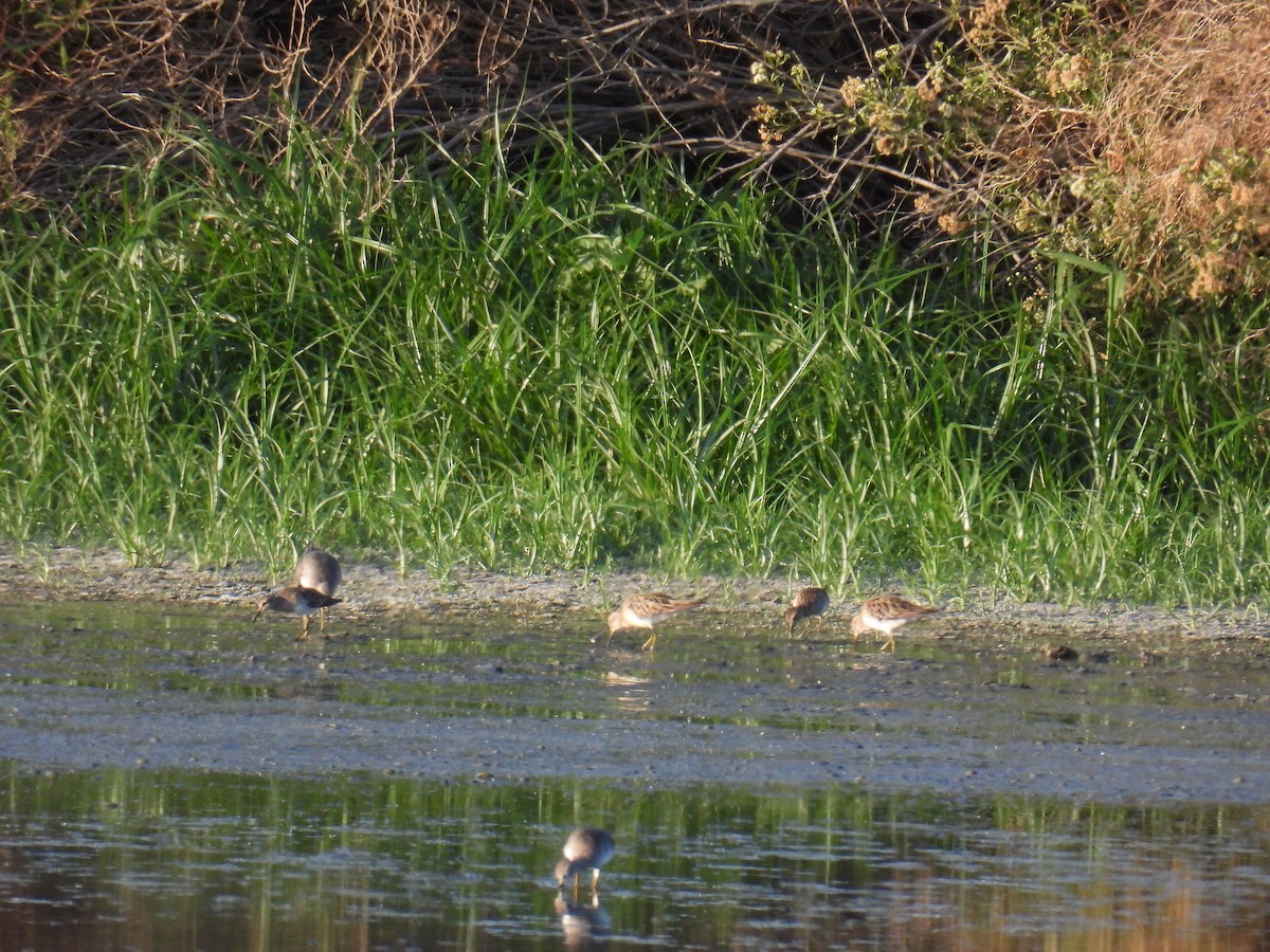 Graubrust-Strandläufer - ML627765796