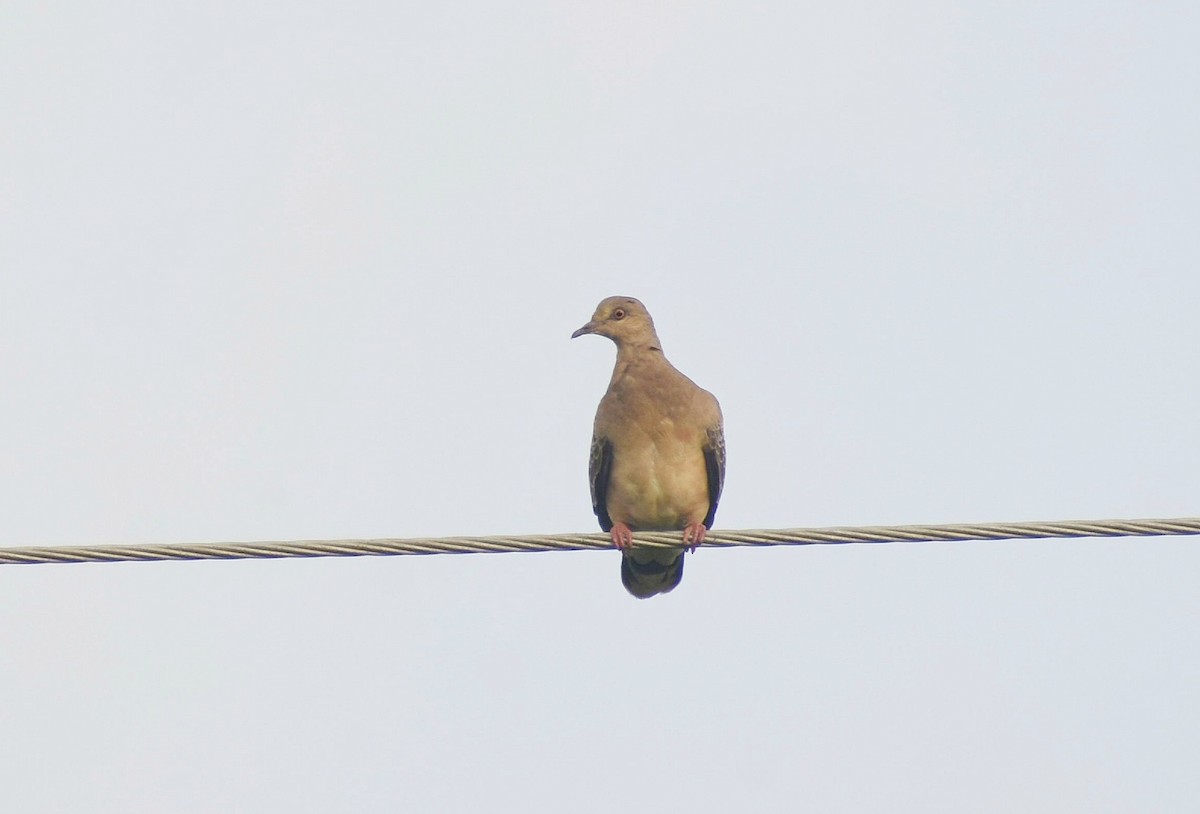 Oriental Turtle-Dove - ML627765805