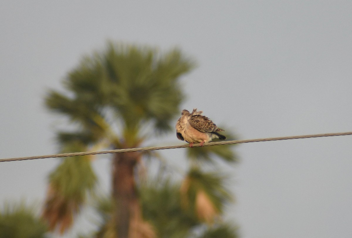 Oriental Turtle-Dove - ML627765807