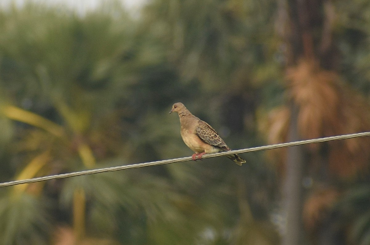 Oriental Turtle-Dove - ML627765812