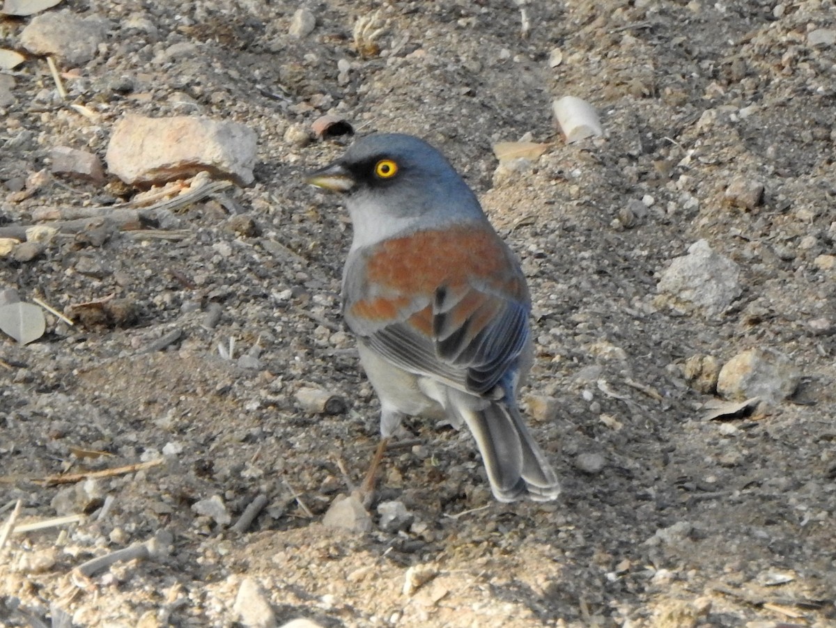 Yellow-eyed Junco - ML627765817