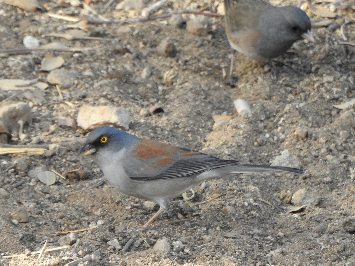 Yellow-eyed Junco - ML627765818