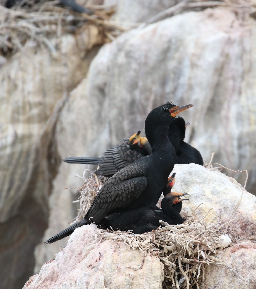 Crowned Cormorant - ML627765822