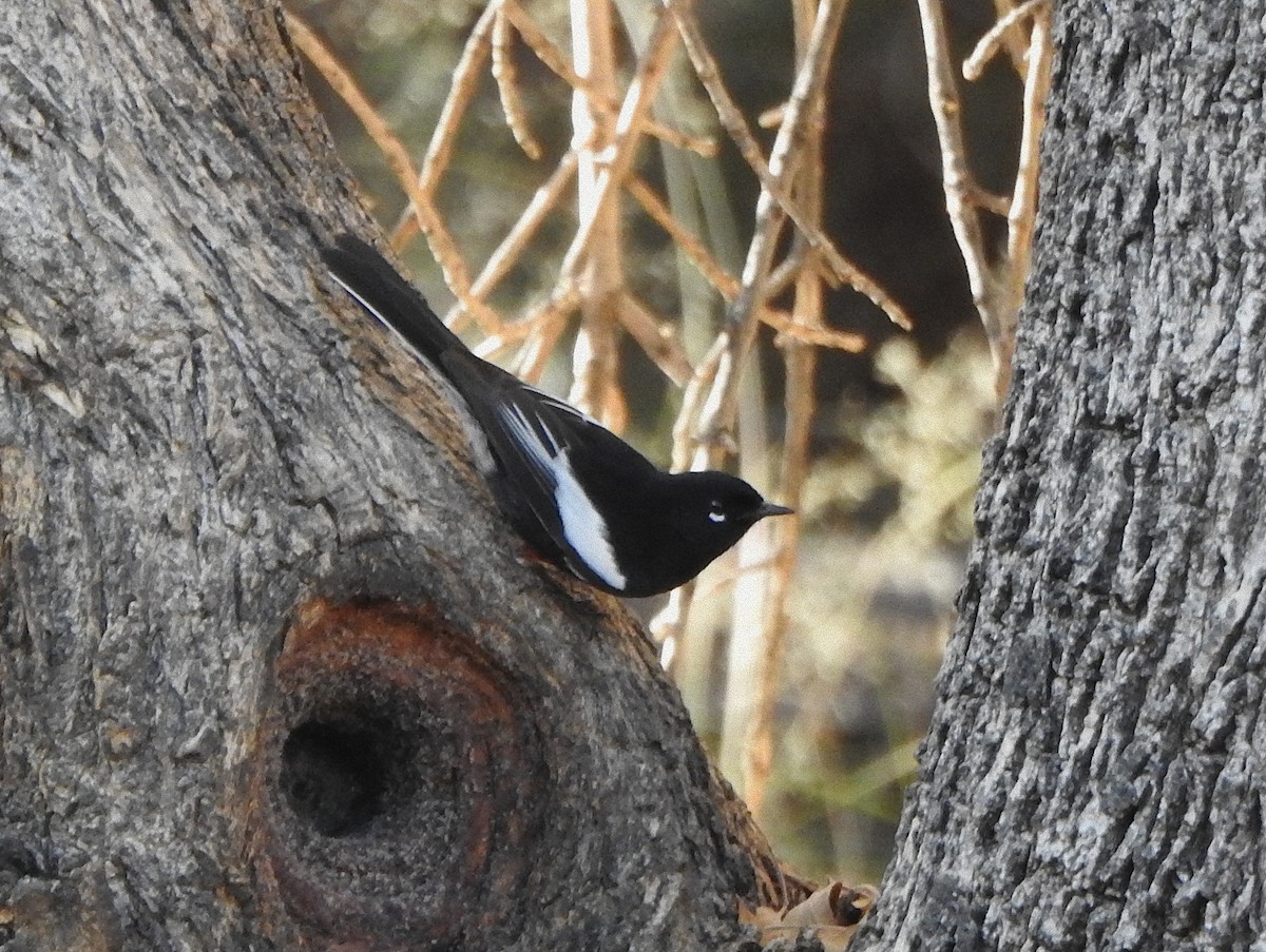 Painted Redstart - ML627765833