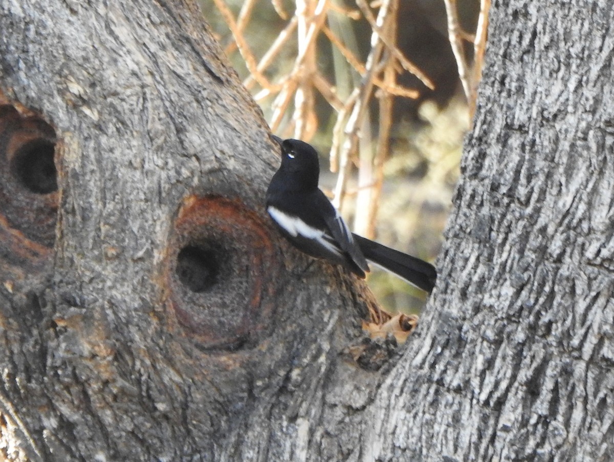 Painted Redstart - ML627765836