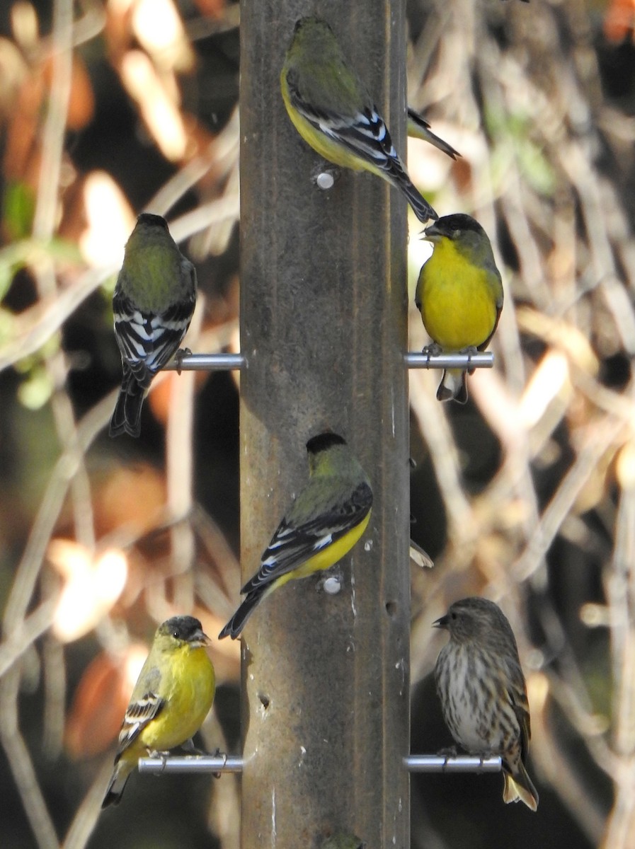 Lesser Goldfinch - ML627765847