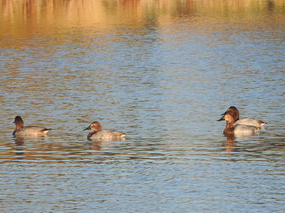 Canvasback - ML627765877