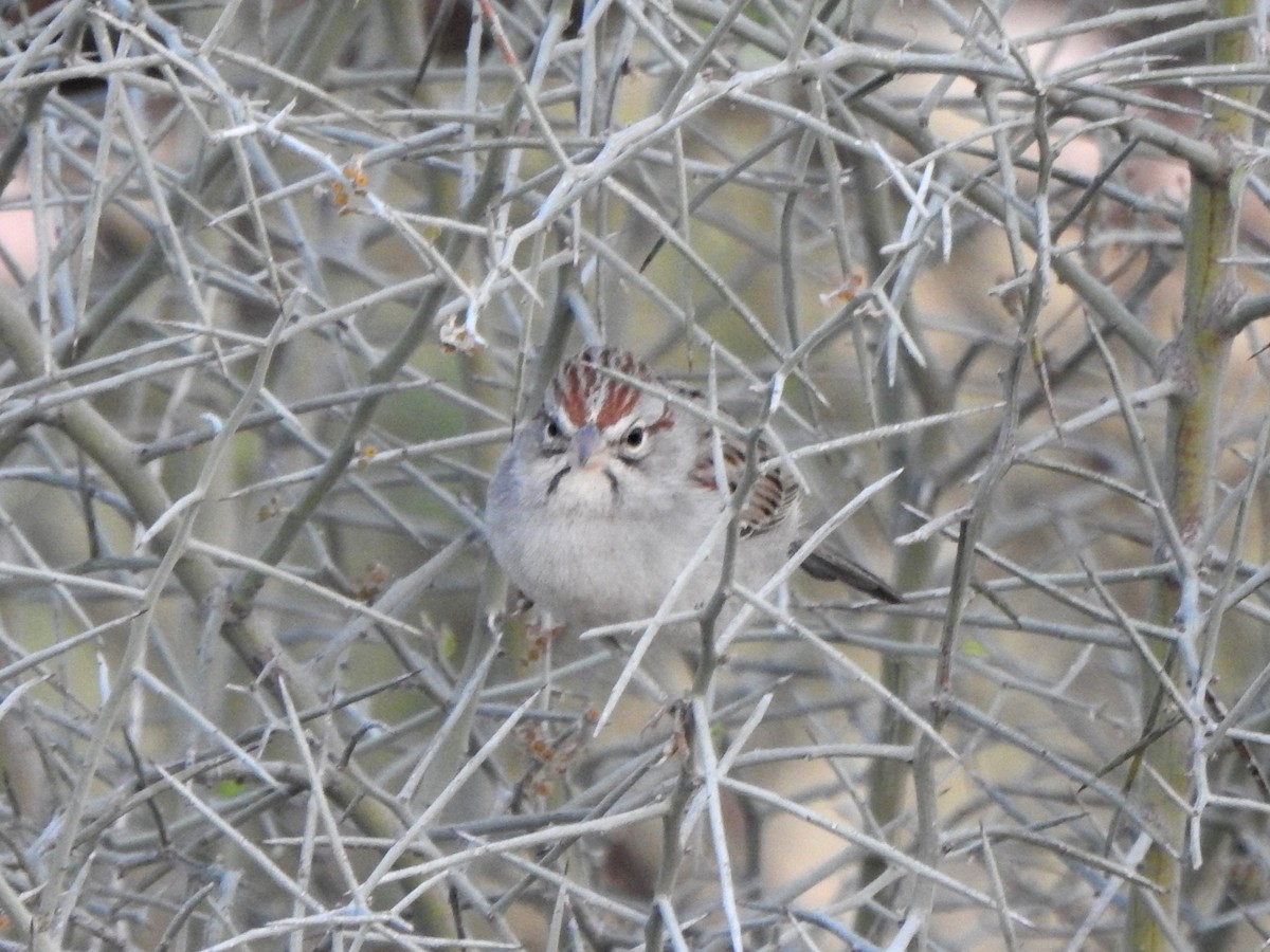 Rufous-winged Sparrow - ML627765884