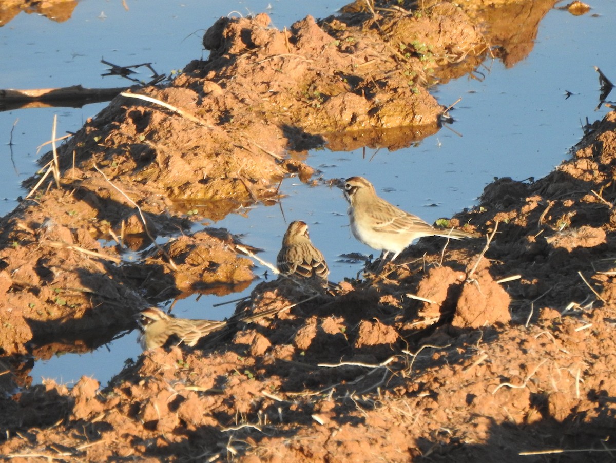 Lark Sparrow - ML627765922