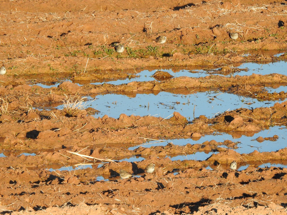 Lark Sparrow - ML627765923