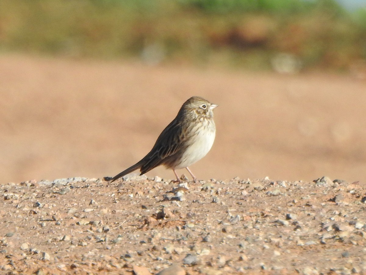 Vesper Sparrow - ML627765931