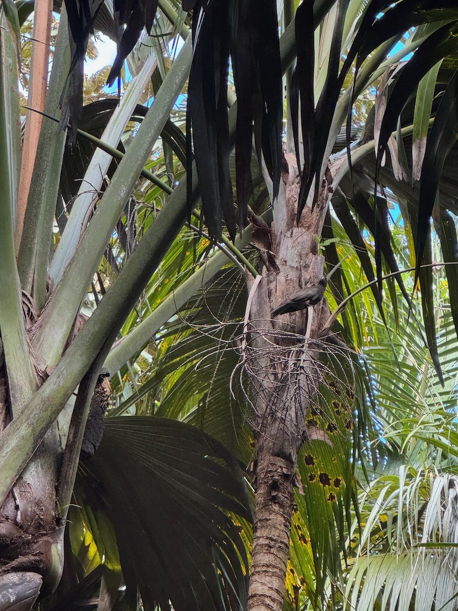 Seychelles Parrot - ML627765981