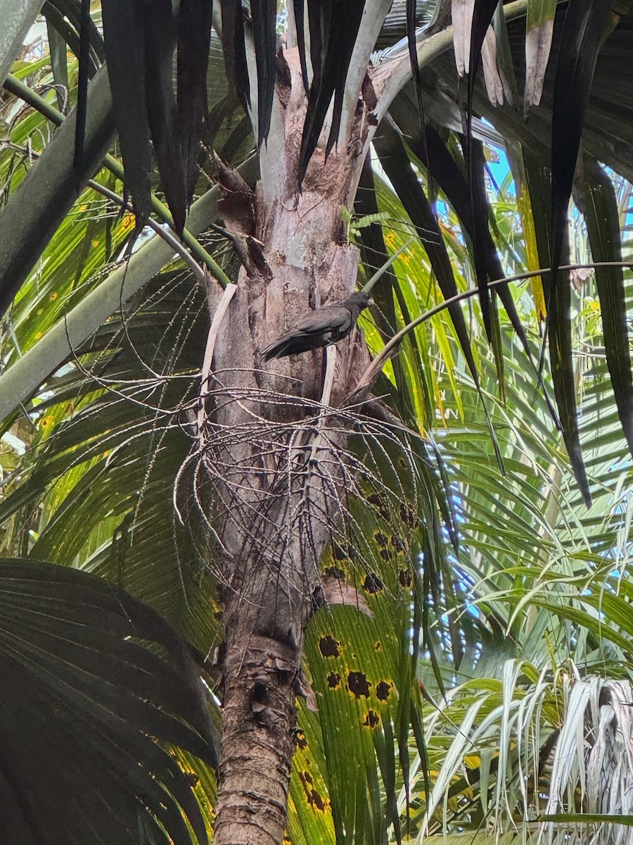 Seychelles Parrot - ML627765983