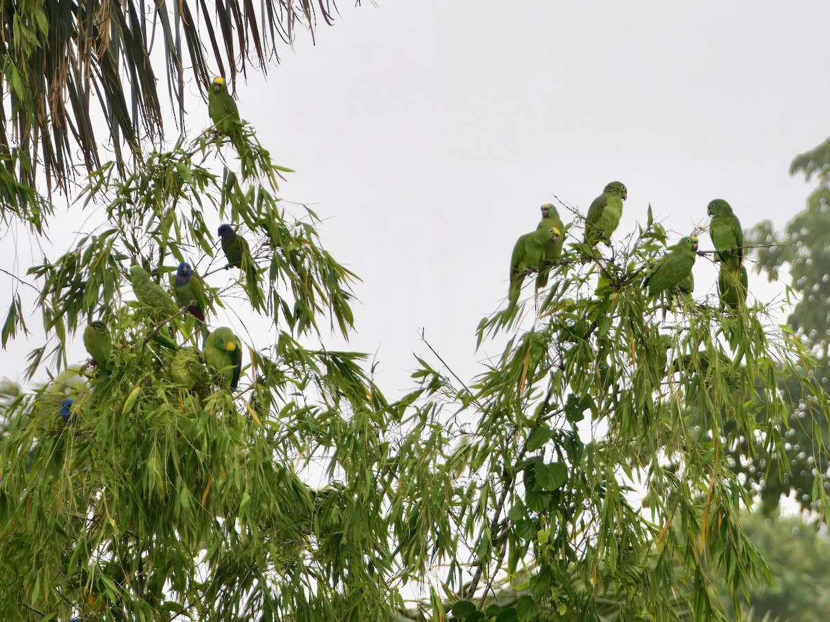 Yellow-crowned Amazon - ML627765993