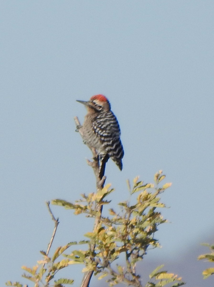 Ladder-backed Woodpecker - ML627766051