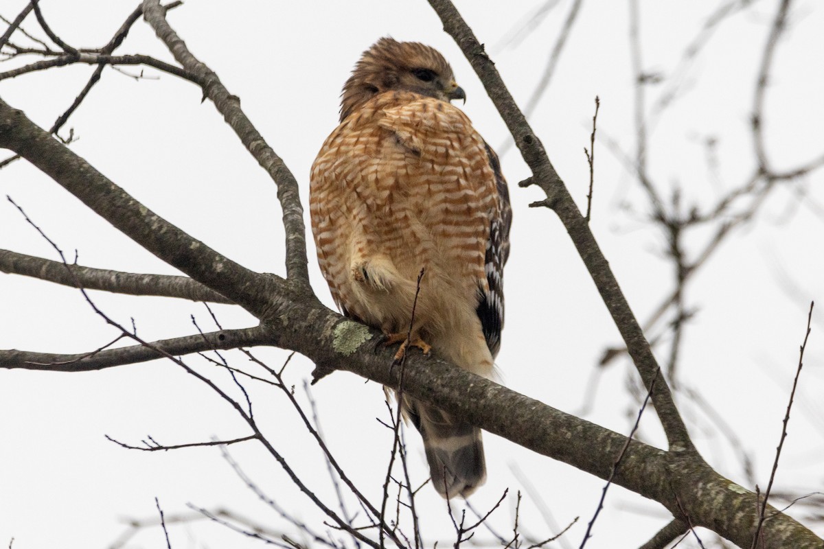 Red-shouldered Hawk - ML627766054