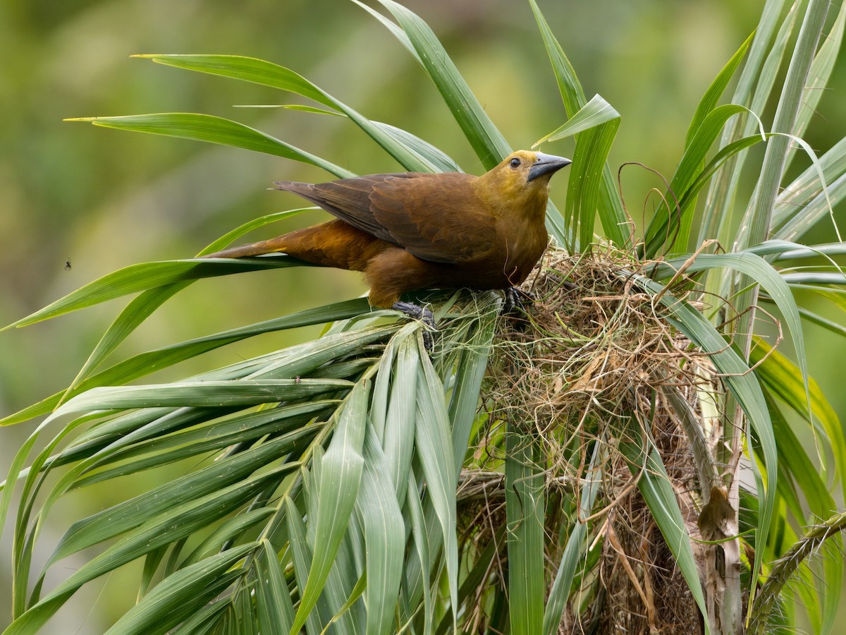 Russet-backed Oropendola - ML627766078