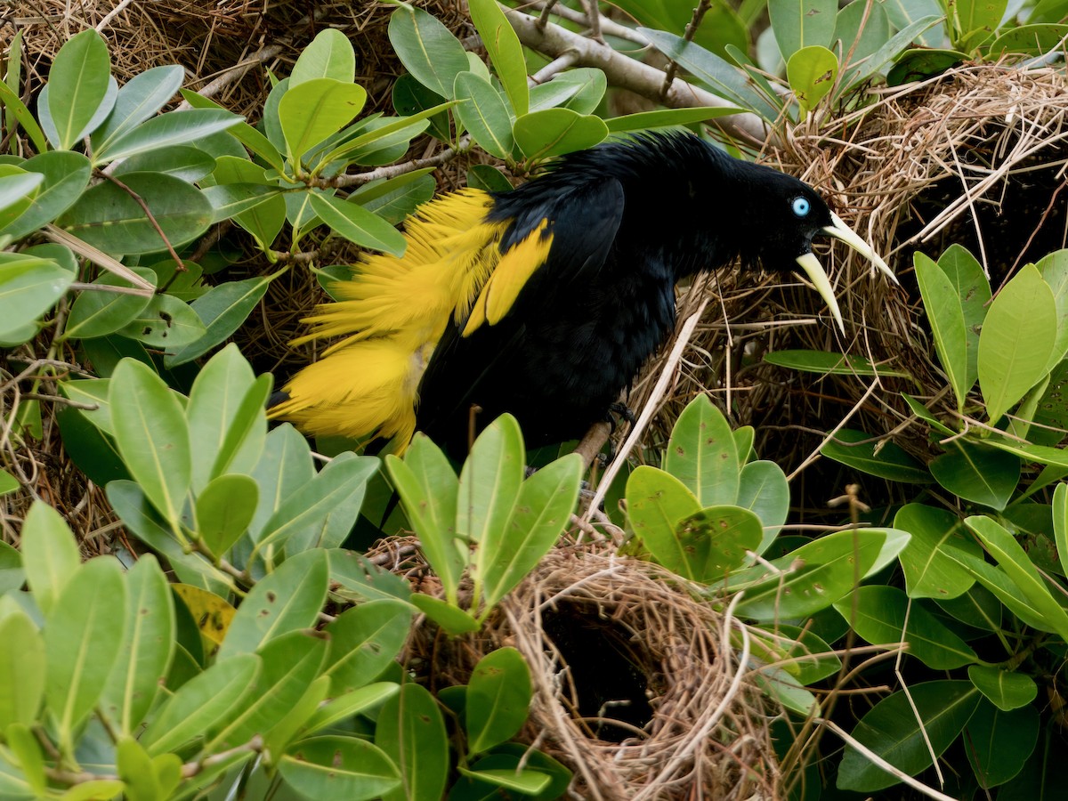 Yellow-rumped Cacique - ML627766079