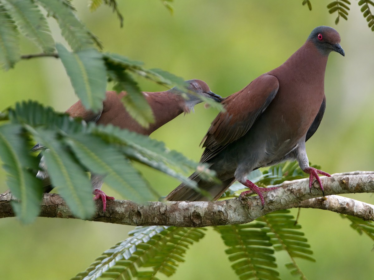 Pale-vented Pigeon - ML627766088