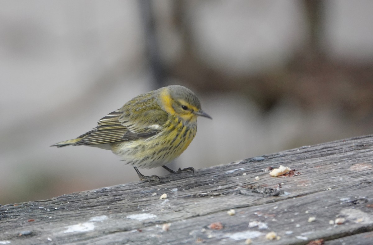 Cape May Warbler - ML627766089