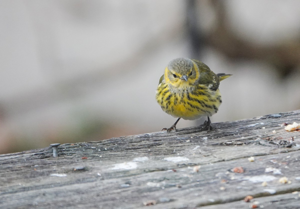 Cape May Warbler - ML627766090