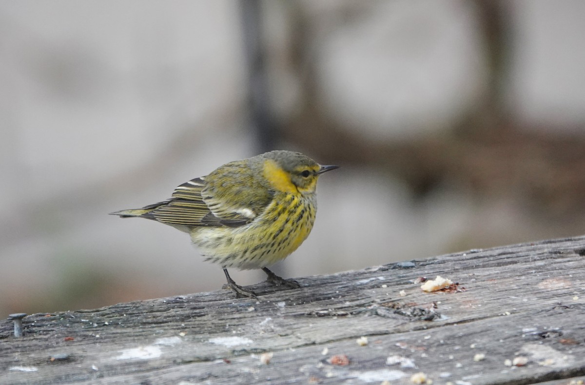 Cape May Warbler - ML627766091