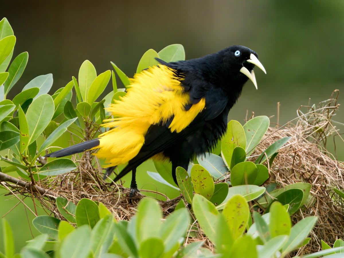 Yellow-rumped Cacique - ML627766092