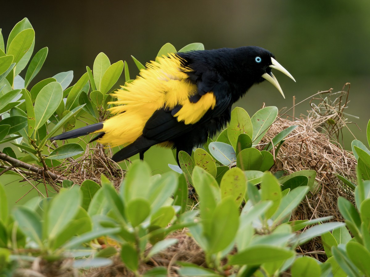 Yellow-rumped Cacique - ML627766093