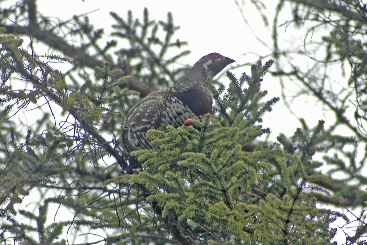 Spruce Grouse - ML627766094